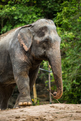 close up elephant walk.
