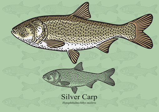 Silver Carp, Chinese Carp. Vector illustration for artwork in small sizes. Suitable for graphic and packaging design, educational examples, web, etc.