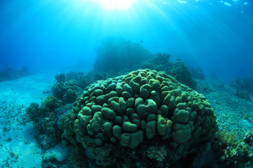 Naklejka na ściany i meble Tropical coral reef