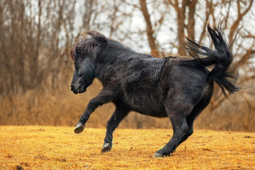 Little black Shetland pony prancing in the meadow