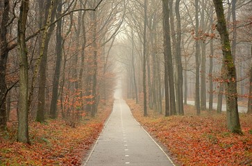 Scenic image of mysterious autumn forest with fog and trail.