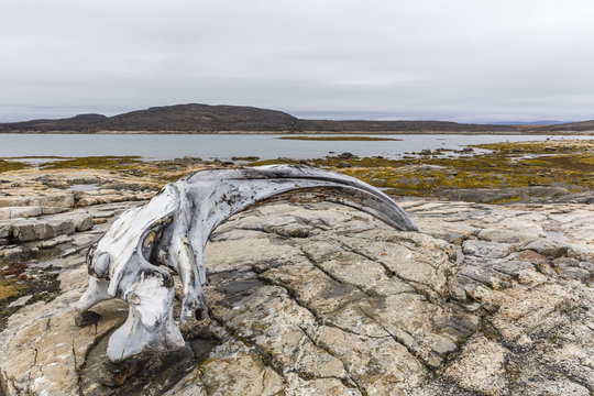 Bowhead whale skull (Balaena mysticetus) at the abandoned Kekerten Island whaling station, Nunavut, Canada 