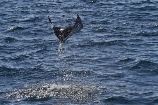 Adult spinetail mobula (Mobula japanica) leaping, Isla Espiritu Santo, Gulf of California (Sea of Cortez), Baja California Sur, Mexico