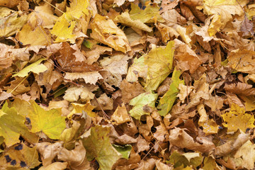 Colorful autumn leaves