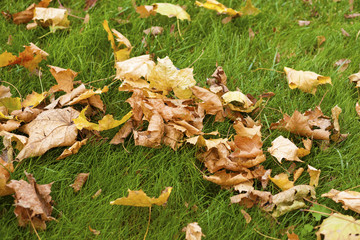 Colorful autumn leaves