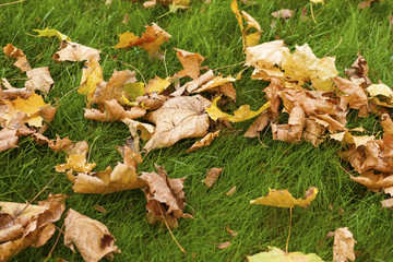 Colorful autumn leaves