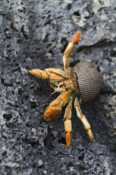 Hermit crab (Cerro Bruja), San Cristobal Island, Galapagos Islands, Ecuador