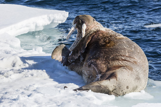 Adult bull Atlantic walrus (Odobenus rosmarus rosmarus) rolling on its back on ice in Storfjorden, Svalbard