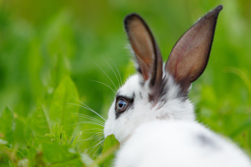 White rabbit on the lawn.