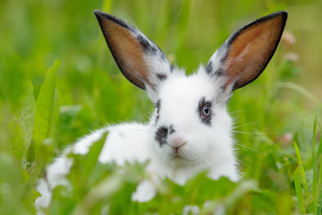 White rabbit on the lawn.