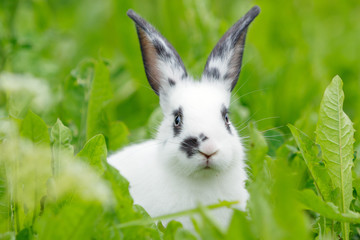 White rabbit on the lawn.