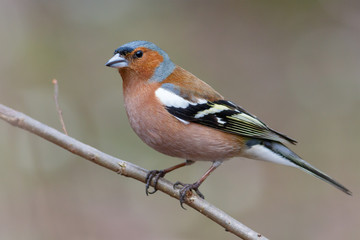 Spring songbird chaffinch sitting on a branch - Powered by Adobe