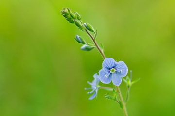Flower germander speedwell or bird's-eye speedwell. (Veronica chamaedrys)