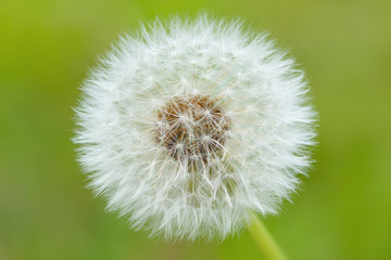 Fototapeta premium Dandelion on green background