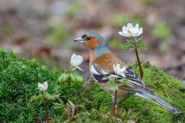 Spring songbird chaffinch sitting