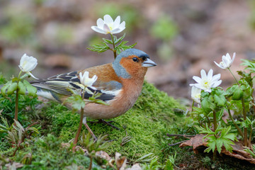 Spring songbird chaffinch sitting