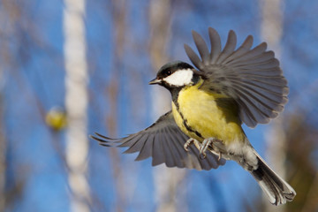 Great Tit in flying