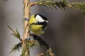 Great tit