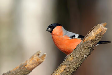 Bullfinch in winter