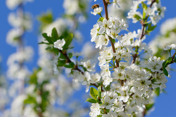 Blooming tree