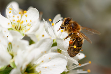 Bee on white flower