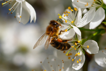 Bee on white flower