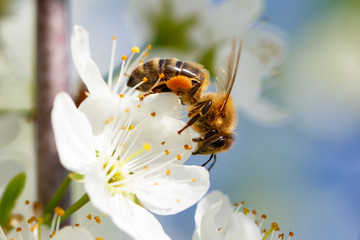 Bee on white flower