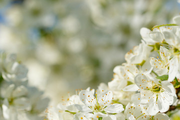 Blooming tree blackthorn