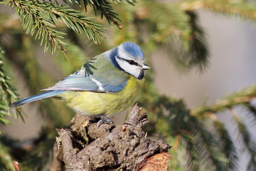 Blue tit on fir tree