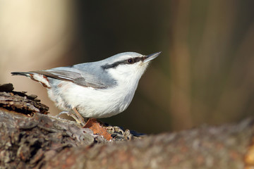 Nuthatch