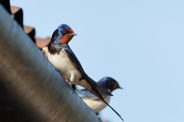 Barn Swallows sitting