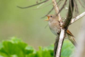 Thrush Nightingale sings
