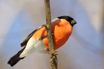 Bullfinch in winter