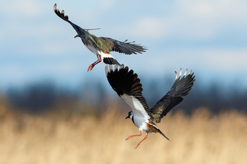 Lapwings in flight