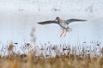 Spring bird redshank landing after the flight