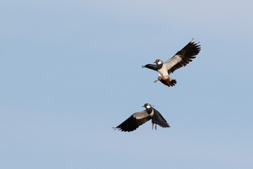 Lapwings in flight