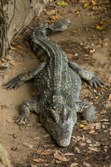 Crocodiles In A Crocodiles Farm,asia Thailand.