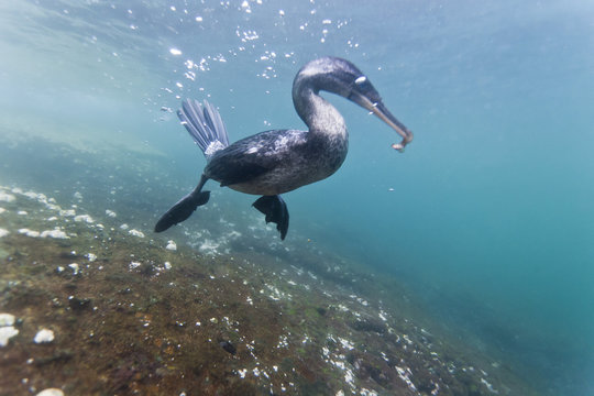 Flightless cormorant (Nannopterum harrisi) hunting underwater, Tagus Cove, Isabela Island, Galapagos Islands, Ecuador