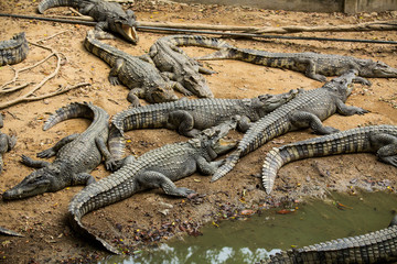 Crocodiles In A Crocodiles Farm,asia Thailand.