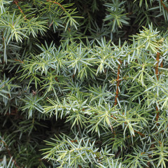 Irish Juniper Tree Leaves Close-up