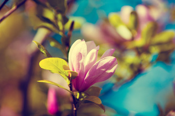 Blossoming magnolia flower on the branch