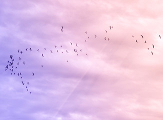 Flock Of Birds flying.