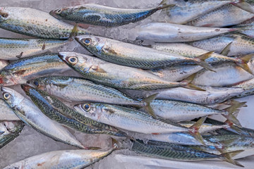 fresh horse mackerel fish at the local market