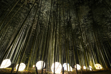 Affichage de la lumière des lanternes dans une forêt de bambous pour le festival d& 39 illumination nocturne à Kyoto, Japon
