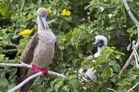 Adult dark morph red-footed booby (Sula sula) with chick, Genovesa Island, Galapagos Islands, Ecuador