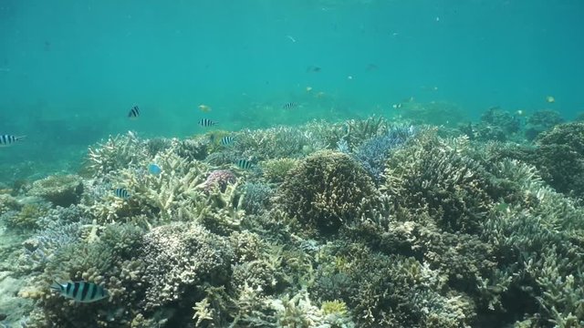 Corals underwater on a shallow ocean floor with tropical fish (mostly damselfish), motionless, south Pacific ocean, lagoon of Grand Terre island in New Caledonia
