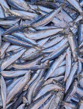 fresh anchovies closeup at the locala market