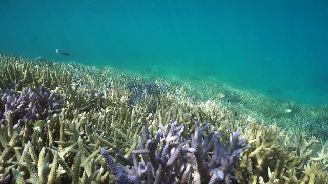 Field of coral in good condition on the seabed (Acropora staghorn corals), south Pacific ocean, motionless underwater scene, lagoon of Grand Terre island in New Caledonia
