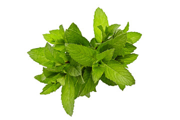 fresh peppermint  isolated on white background