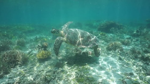 A green sea turtle under the sea moving on a coral reef in shallow water, south Pacific ocean, lagoon of Grande Terre island, New Caledonia
